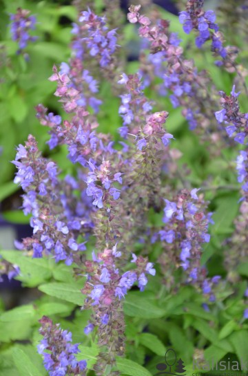 Salvia nemorosa 'Merleau Blue' (Szałwia omszona)  - C2