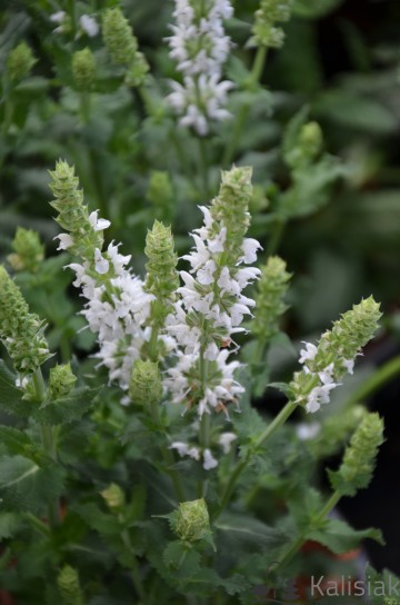 Salvia nemorosa 'Salute White' (Szałwia omszona)  - C2