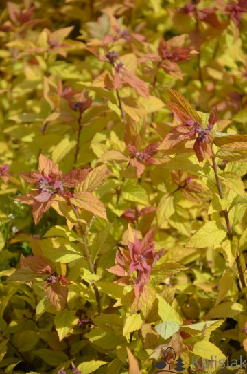 Spiraea japonica 'Firelight' (Tawuła japońska)  - C2