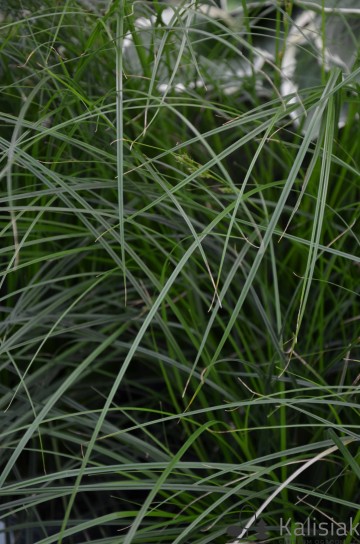 Carex 'Magic Green' (Turzyca)  - P17