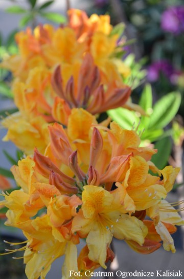 Rhododendron 'Christopher Wren' (Azalia wielkokwiatowa)  - C3