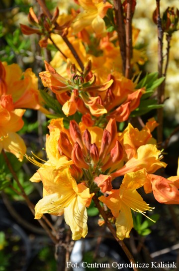 Rhododendron 'Christopher Wren' (Azalia wielkokwiatowa)  - C3