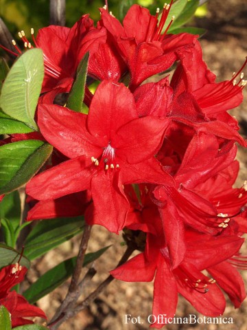 Rhododendron 'Nabucco' (Azalia wielkokwiatowa)  - C3
