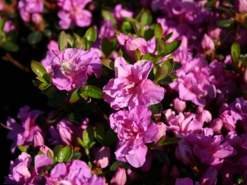 Rhododendron japanese azalea 'Thekla' (Azalia japońska)  - C2