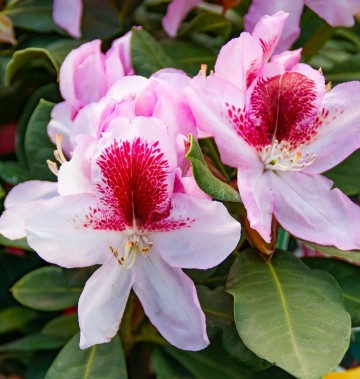 Rhododendron 'Belami' (Różanecznik)  - C4