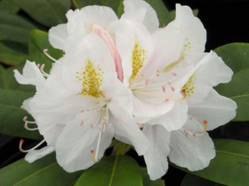 Rhododendron 'Catawbiense Album' (Różanecznik)  - C4