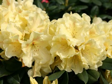 Rhododendron GOLDINETTA 'Hachgold' (Różanecznik)  - C4