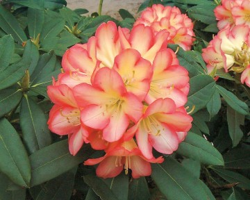 Rhododendron 'Robert de Belder' (Różanecznik)  - C4