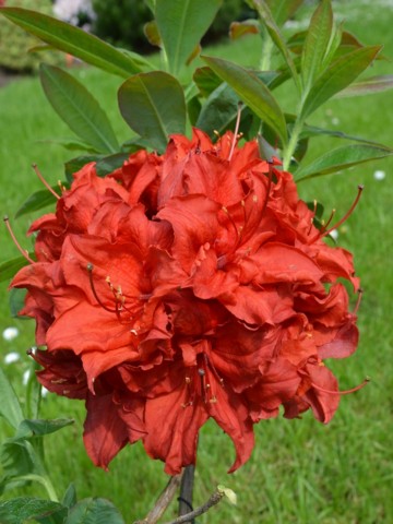Rhododendron 'Doloroso' (Azalia wielkokwiatowa)  - C3