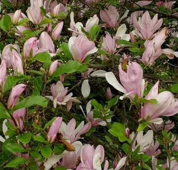 Magnolia 'George Henry Kern' (Magnolia)  - C5
