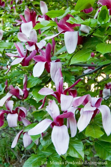Magnolia liliiflora 'Nigra' (Magnolia purpurowa)  - C5