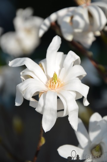 Magnolia stellata 'Royal Star' (Magnolia gwiaździsta)  - C5