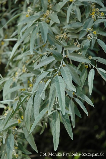 Elaeagnus angustifolia (Oliwnik wąskolistny)  - C5