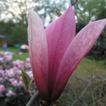 Magnolia 'Spectrum' (Magnolia)  - C5
