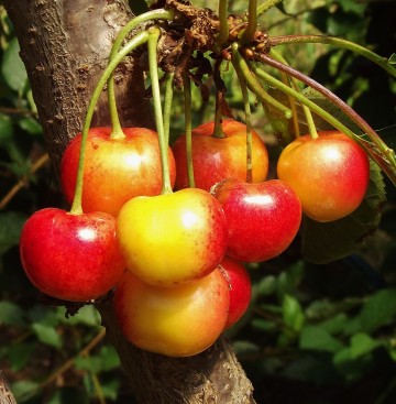 Prunus avium 'Hortensja' (Czereśniowiśnia)  - C5