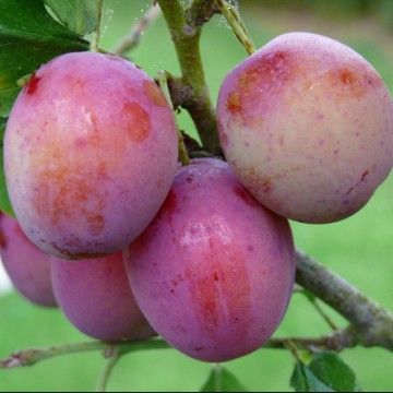 Prunus domestica 'Królowa Wiktoria' (Śliwa)  - C5