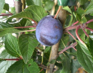 Prunus domestica 'Imperial' (Śliwa kolumnowa)  - C7.5