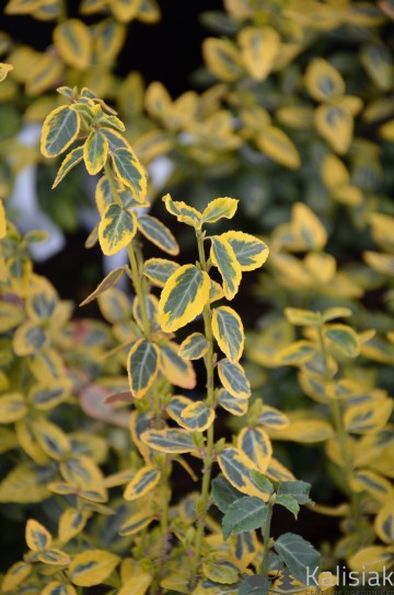 Euonymus fortunei 'Emerald 'N' Gold' (Trzmielina Fortune'a)  - C2