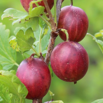 Ribes uva-crispa 'Czerwony Triumph' (Agrest)  - C2 PA