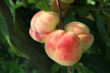 Prunus persica 'Harrow Beauty' (Brzoskwinia)  - C7.5
