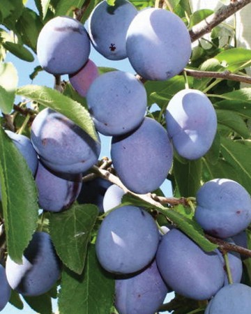 Prunus domestica 'Oneida' (Śliwa)  - C5