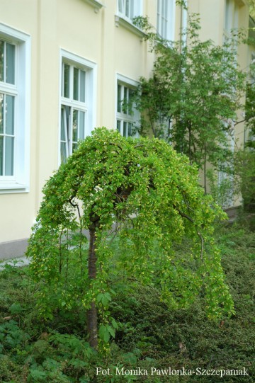 Caragana arborescens 'Pendula' (Karagana syberyjska)  - C5 PA