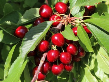 Prunus cerasus 'Debreceni Botermo' (Wiśnia)  - C5