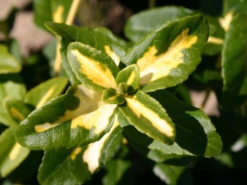 Euonymus fortunei 'Sunspot' (Trzmielina Fortune'a)  - C2