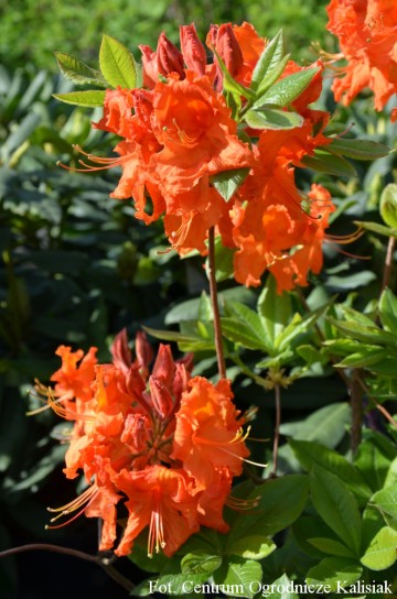 Rhododendron 'Gibraltar' (Azalia wielkokwiatowa)  - C3