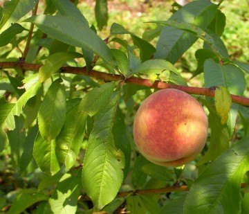 Prunus persica 'Rakoniewicka' (Brzoskwinia)  - C5