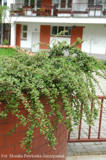 Cotoneaster radicans 'Eichholz' (Irga rozesłana)  - C1.5