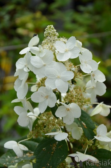 Hydrangea paniculata 'Unique' (Hortensja bukietowa)  - C5
