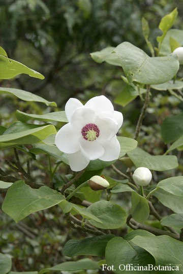 Magnolia sieboldii (Magnolia Siebolda)  - C3