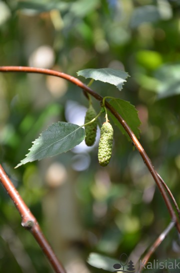 Betula pendula 'Youngii' (Brzoza brodawkowata)  - C7.5