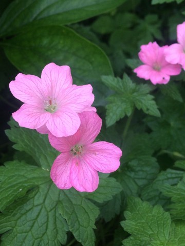 Geranium endressii 'Wargrave Pink' (Bodziszek Endressa)  - C2