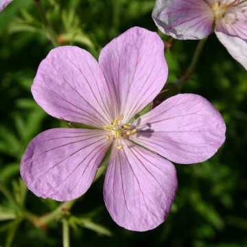 Geranium clarkei 'Kashmir Pink' (Bodziszek Clarka)  - C2