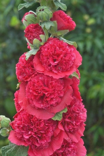 Alcea rosea 'Double Scarlet' (Malwa)  - P11