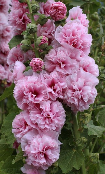 Alcea rosea 'Double Pink' (Malwa)  - P11