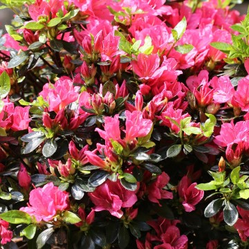 Rhododendron japanese azalea DRAPA 'Hachdrapa' (Azalia japońska)  - C3