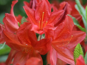 Rhododendron 'Koster's Brillant Red' (Azalia wielkokwiatowa)  - C3