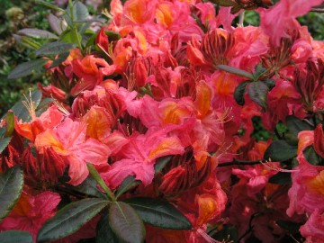 Rhododendron 'Toco' (Azalia wielkokwiatowa)  - C3