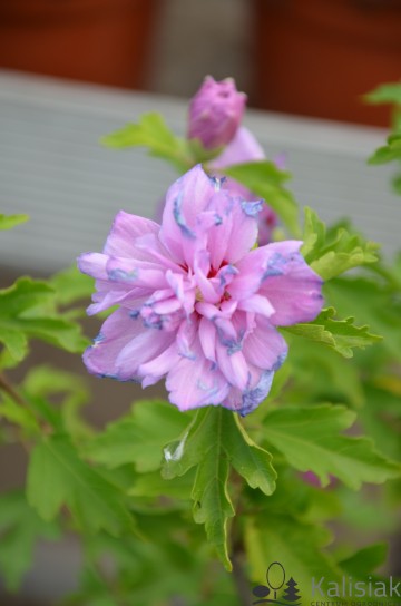 Hibiscus syriacus 'Ardens' (Ketmia syryjska)  - C3