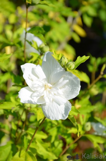 Hibiscus syriacus 'White Chiffon' (Ketmia syryjska)  - C3