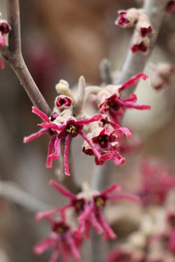 Hamamelis vernalis 'Amethyst' (Oczar wiosenny)  - C5 bonsai