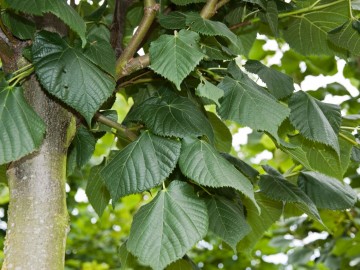 Tilia platyphyllos 'Compacta' (Lipa szerokolistna)  - C5 bonsai