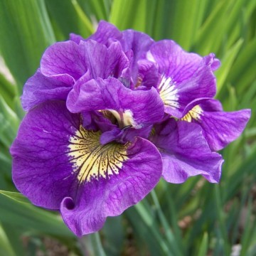 Iris sibirica 'Bundle of Joy' (Kosaciec syberyjski)  - P11