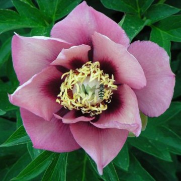 Paeonia ITOH 'Old Rose Dandy' (Piwonia Itoha)  - C3