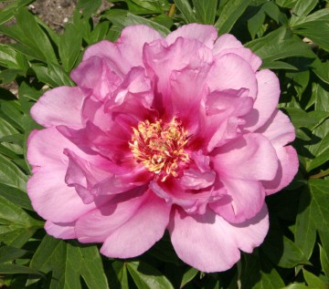 Paeonia ITOH 'First Arrival' (Piwonia Itoha)  - C3