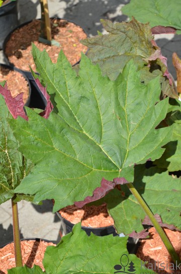 Rheum palmatum var. tanguticum (Rabarbar ozdobny)  - C5