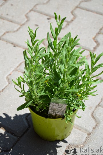 Lavandula angustifolia 'Montagnac Ice' (Lawenda wąskolistna)  - C1